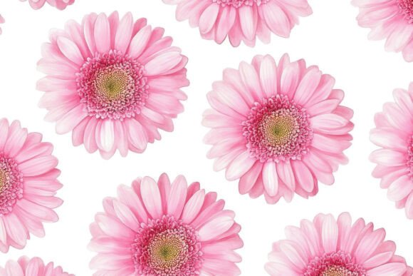 Gerbera Flowers with White Background: A Designer's Go-To Asset